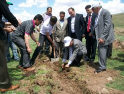 Şekerli'de ağaçlandırma seferberliği